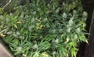 80 שתילי מריחואנה במעבדה בכרמל