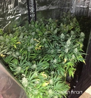 maabada avigail carmel jaifa