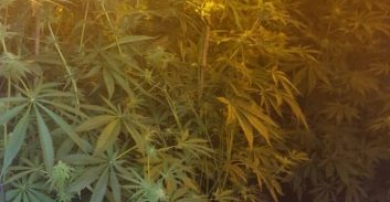 מעבדת הידרו נחשפה בכניסה לכפר איבטין