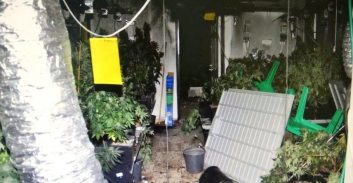 הערעור התקבל: מחוזי ת"א הקל בעונשם של מגדלי 60 ק"ג קנאביס