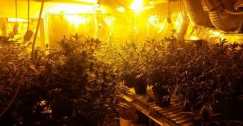 צעיר שנאשם בגידול 136 ק"ג קנאביס: "עבריינים אילצו אותי"