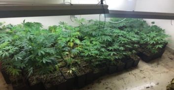 אישום: מוכר למשטרה גידל מאות שתילי קנאביס בדירה בפתח תקווה