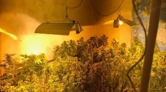 300 שתילי מריחואנה בשלוש דירות בקריות