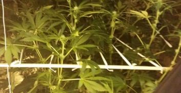 ירושלים: גידל מריחואנה ושלח ללקוחותיו "עד הבית"