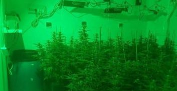 2 חשודים בגידול 167 שתילי מריחואנה בדירה ביקנעם