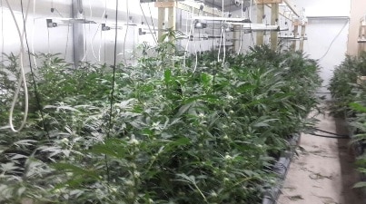 maabadat knavis lul1