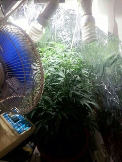 maabadat marihuana tel aviv