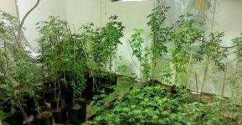 עבודות שירות לצעיר שגידל 21 ק"ג קנאביס בנהריה