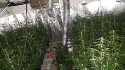 maabedet marichuana hidro rehovotjpg