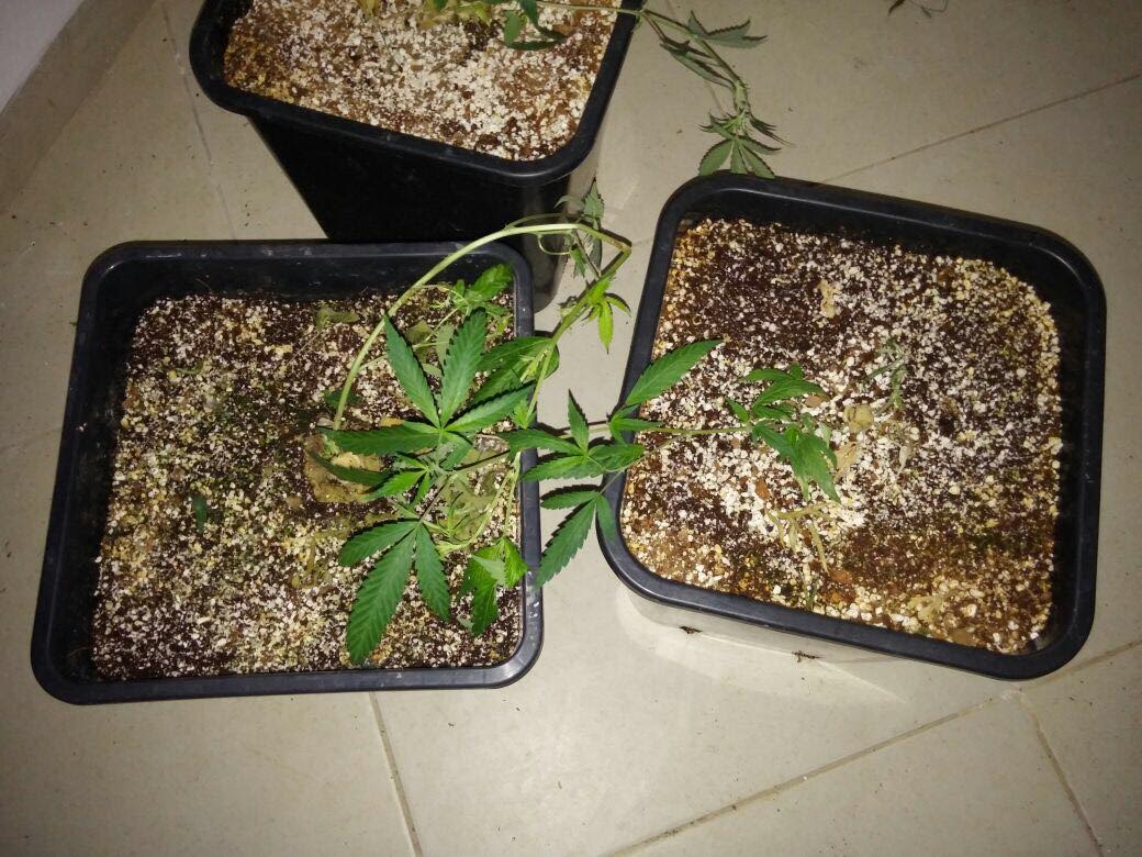 mabedet samim 2222