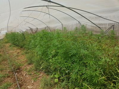 magav darom marihuana2