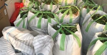 צפו בסרטונים: אלפי שתילי מריחואנה בחממות בדרום