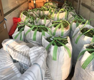 magav darom marihuana7