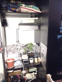 marichauana aron bgadim ashkelon