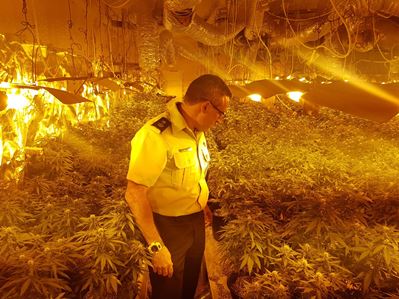 marichuana afula 399 17 11 3