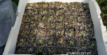 120 שתילי מריחואנה בקרית אתא