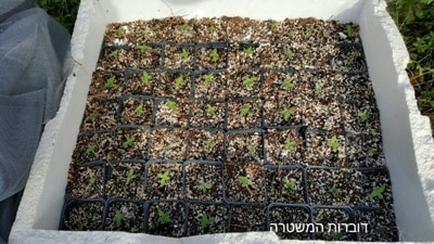marichuana kiryat ata