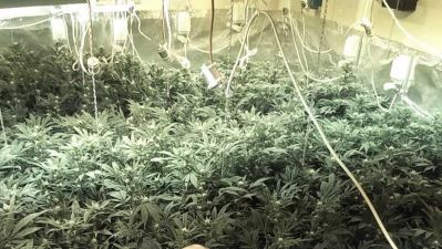 marichuana petah tikva