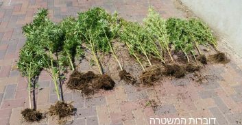 13 שתילי מריחואנה בחצר, 200 גרם בבית
