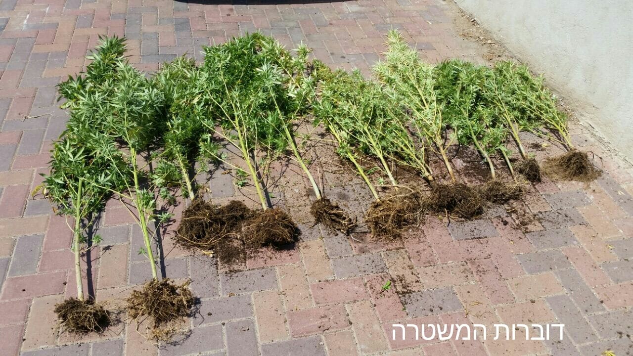 marichuana shvey tsion