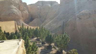 marihuana bahal tzin2