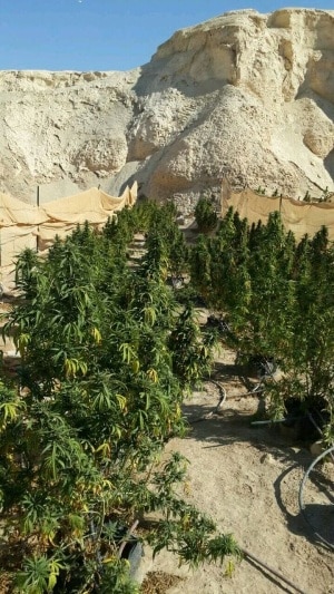 marihuana bahal tzin3