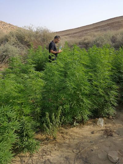 marihuana drom magav 1