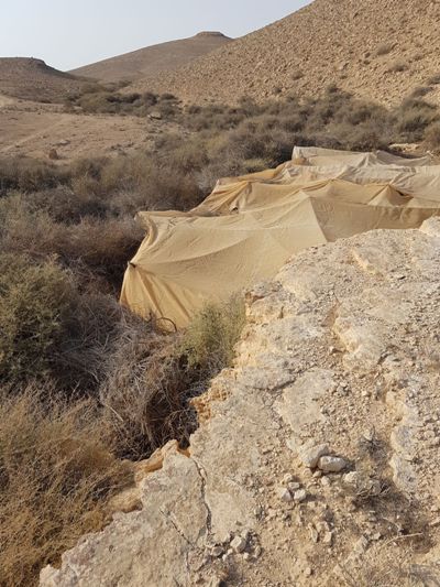 marihuana drom magav 2