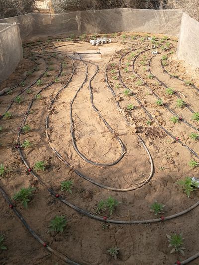 marihuana drom magav 3