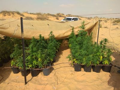 marihuana hamamot negev1