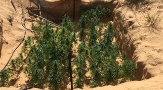 בסופ"ש אחד: 20 חממות מריחואנה נחשפו בנגב