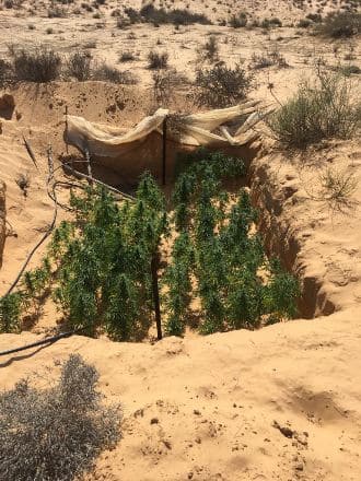 marihuana hamamot negev4