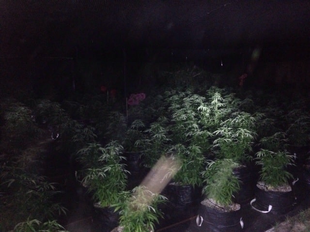 marihuana hidro moshav ynon1