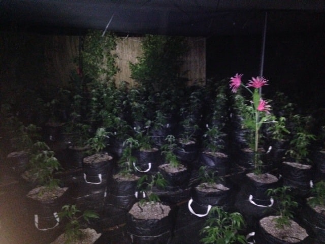 marihuana hidro moshav ynon2