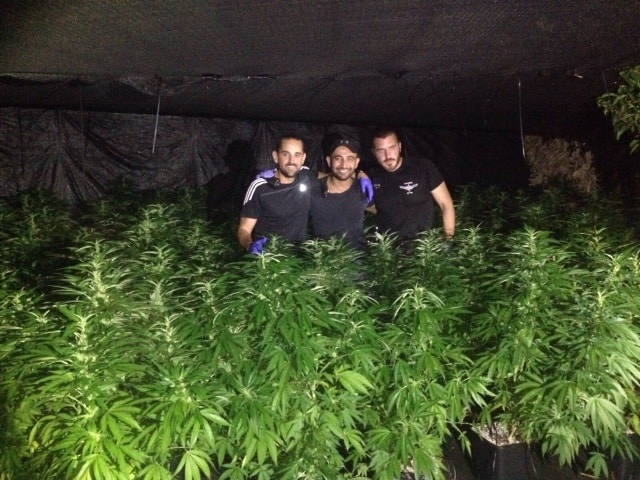 marihuana hidro moshav ynon3