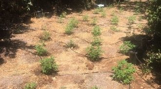 2 חשודים בגידול 5,000 עציצי קנאביס בשטח חקלאי