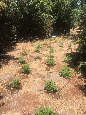 marihuana kfar menahem