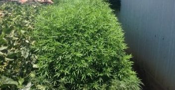 מעורב תאילנדי