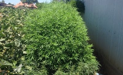 marihuana moshav avigdor2