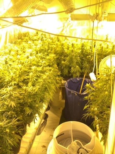 marihuana or yehuda