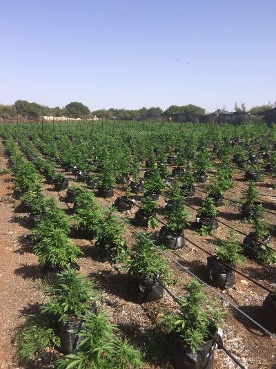 marihuana pasuta2 17 10 20