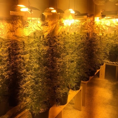 marihuana ramat gan maabada2