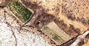 חשד: מסתנן ממצרים גידל שתילי קנאביס במשקל 127 קילוגרם בנגב