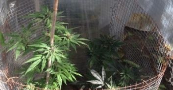 לוד: אקדחים תחמושת וקנאביס בשכונת ס"ח