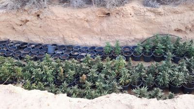 marihuananegev4