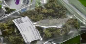 שר החקלאות: גידול הקנביס בישראל יוכר כענף חקלאי