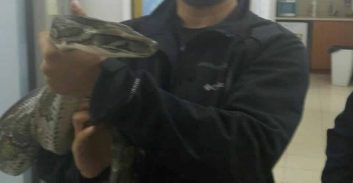 חשד: גנב נחש פיתון בורמזי