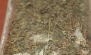 נייס-גאי ומריחואנה בתחנת סמים בג'דידה-מכר