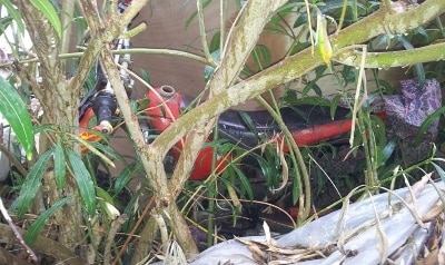 ofanoa ganuv raanana2