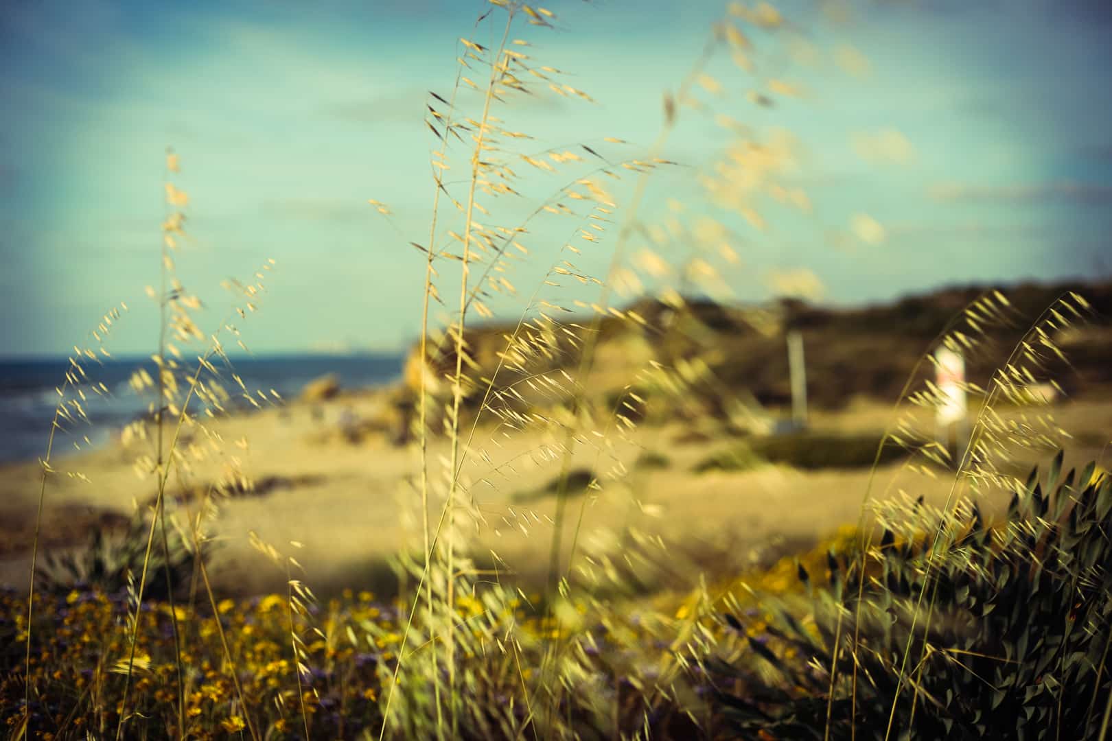 palmahim pikiwiki moshiko tishler